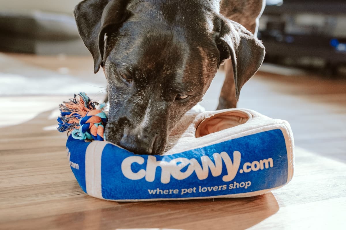 Pet Hotels & Boarding